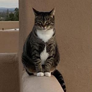 Image of Mama Catt, Lost Cat