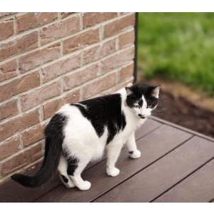 Lost Cat Oreo
