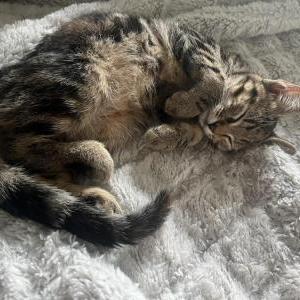 Lost Cat Coco