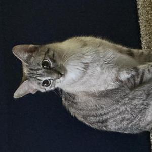 Lost Cat Hacky