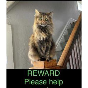 Lost Cat Ares
