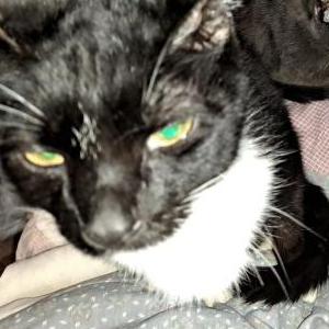 Lost Cat Themies