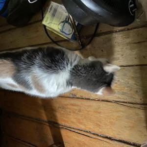 Lost Cat Kiki