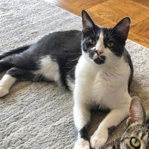 Lost Cat Valor