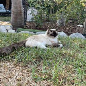 Lost Cat Sunnie