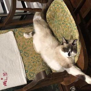 Lost Cat Rosie