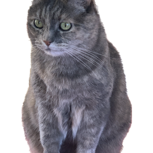 Image of Rosalyn, Lost Cat