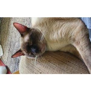 Lost Cat Simon