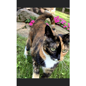 Image of Gypsy, Lost Cat