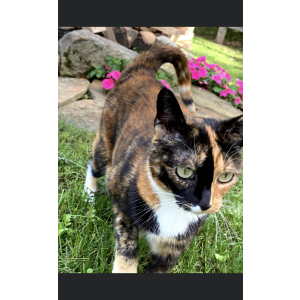 Lost Cat Gypsy