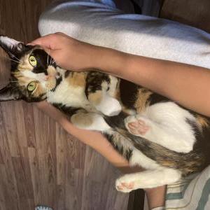 Image of Nessie, Lost Cat