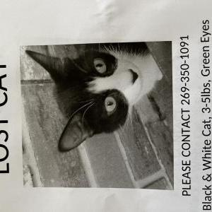 Lost Cat Kitty or Crouton