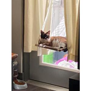 Lost Cat Winston