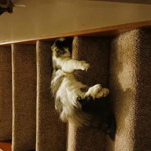 Lost Cat Pearlie