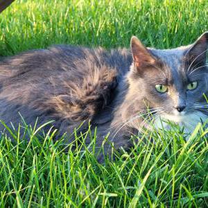 Found Cat Unknown