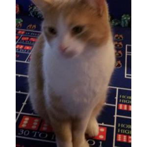 Lost Cat Buttercup
