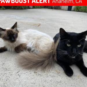 Lost Cat Blackie Blue