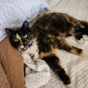 Lost Cat Nikki