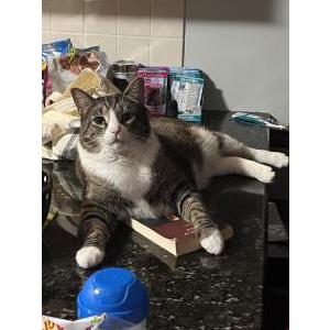 Image of Marshall, Lost Cat