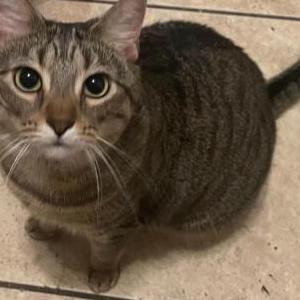 Lost Cat Scratchy