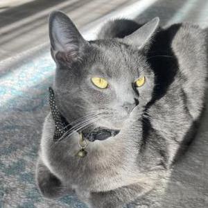 Image of Sterling, Lost Cat