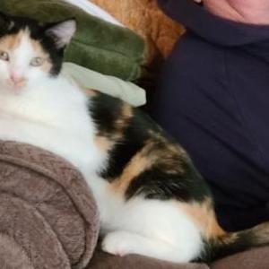 Lost Cat Chloe