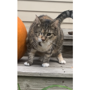 Lost Cat Ellie