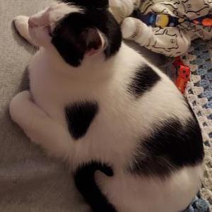 Lost Cat Pip