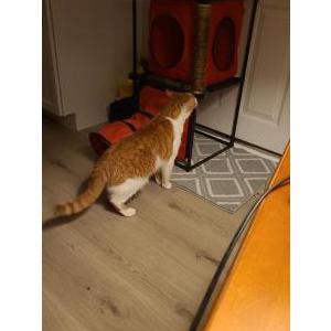 Lost Cat Oakley