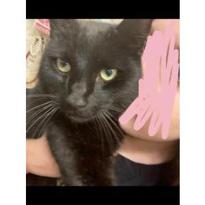 Lost Cat Hershey