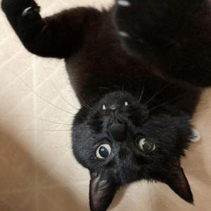 Lost Cat Binx