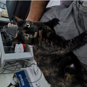 Image of Kitty, Lost Cat