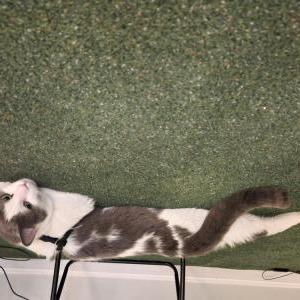 Lost Cat Xavier