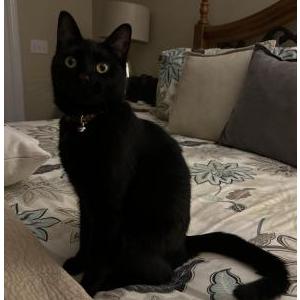 Image of Binx, Lost Cat