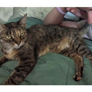 Lost Cat Pixie