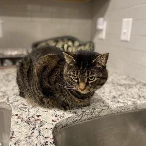Lost Cat Lucy
