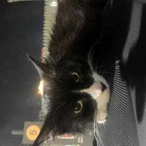 Found Cat Unknown