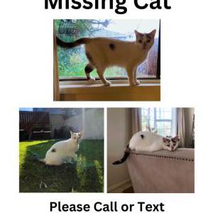 Lost Cat Unknown