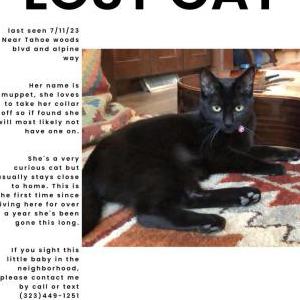 Image of Muppet, Lost Cat
