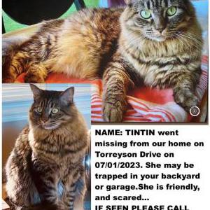 Lost Cat TinTin