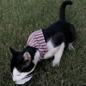Lost Cat Unknown