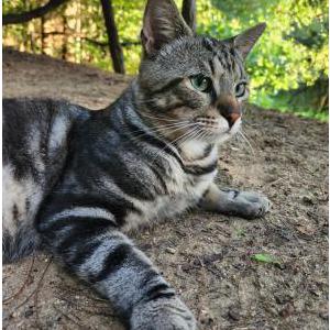 Found Cat Gray tabby