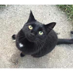 Lost Cat Paxton