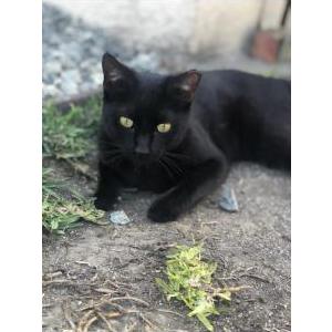 Lost Cat Tiny