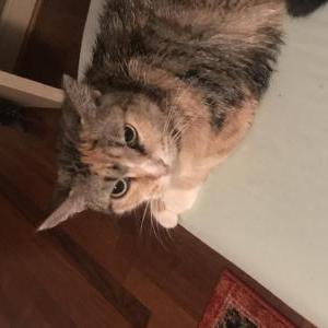 Lost Cat Daisy