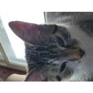 Lost Cat Eclipse (clipsy)