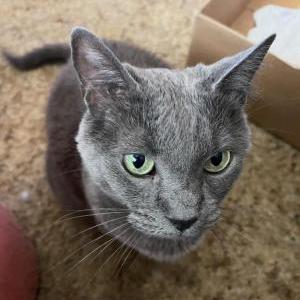 Image of Gandalf, Lost Cat