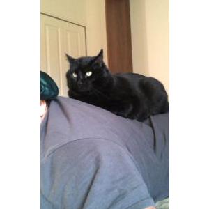 Lost Cat Munchi