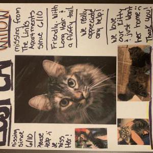 Image of Willow, Lost Cat