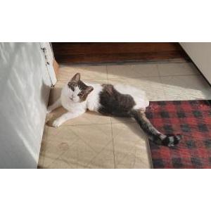 Lost Cat Little One
